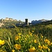 Alp Sigel - ein Blumenparadies sondersgleichen
