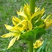 Gelber Enzian, Detail der Blüten