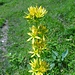 Gelber Enzian in voller Blüte