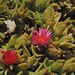 Erba cristallina(Aptenia cordifolia schwantes)