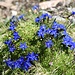 herrliche Blumenpracht begleitet uns auf dem Aufstieg