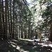 wieder im Wald oberhalb St. Martin...