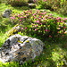 die Alpenrosen in Hochblüte