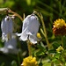 Alpenflora IV: Glockenblume und Braunklee