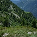 L'alpe Vargnana dalla quota 2043 M CNS. Al centro è riconoscibile il sentiero che dall'alpe traversa, passando alla base della giavina...