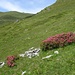 Blick über Alpenrosen hinweg zur Hütte