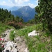 Alpenrosen am Wegrand