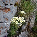 Trauben-Steinbrech (Saxifraga paniculata)