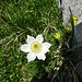 Frühlings-Anemone (Pulsatilla vernalis) ?