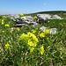 Glattes Brillenschötchen (Biscutella laevigata)
