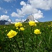 Trollblumen