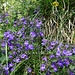 Alpen-Steinquendel (Acinos alpinus)