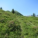 Ein Alpenrosenmeer.