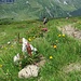 Abstieg Richtung Lauiberghütte.