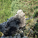 Mini-Gipfelbüchlein wie dieses sind auf fast allen Felszähnen zu finden, die sich mit den Bäumen in ihrer Höhe messen