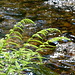 Pflanzen am Fluss
