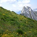 Blumen, so weit das Auge reicht. Im Aufstieg zum Mutschen