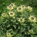 Alpen - Kratzdisteln,  Cirsium spinosissimum