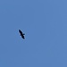 ein Adler flitzt vorbei