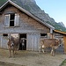 Appenzellerland - wo die Kühe noch Hörner tragen dürfen