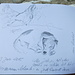 prächtige Zeichnungen im Gipfelbuch auf dem Schwarz Berg