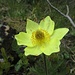 Schwefelanemone (Pulsatilla alpina subsp. apiifolia)