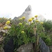 Gipfelschmuck: Trollblumen (im Hintergrund das Schwarzhorn)