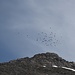 Schwarm Bergdolen über dem Oberhorn