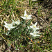 edelweiss o stelle alpine,trovate lungo la cresta est del Torwand...