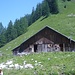 Die hübsche Kotzenalm mit dem netten Lois davor und 3 von insgesamt 49 Jungtieren daneben