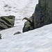 Die Steinböcke suchen Abkühlung im Schnee und im Schatten der Felsblöcke