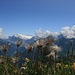 Blumen, im Hintergrund die Berner Alpen.