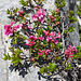 Im Karrenfeld die kalkliebende Alpenrose, das Steinröseli (Rhododendron hirsutum)