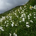 Alpe Druer: Paradisea liliastrum (Weisse Trichterlilie, Paradieslilie)