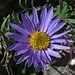 Alpen-Aster (Aster alpinus)