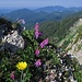 Alpen-Süßklee, Hedysarum hedysaroides und Zottiges Habichtskraut (Hieracium villosum)<br /><br />Am Brunnenkopf gibt es die allerschönsten Blumen / Sul Brunnenkopf si trovano dei bellissimi fiori