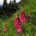 Alpen-Süßklee (Hedysarum hedysaroides) in den letzten Sonnenstrahlen / negli ultimi raggi di sole