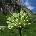 Allermannsharnisch, Allium victorialis, Siegwurz-Lauch, Bergknoblauch, Sigmarslauch, Siegmarsmännlein, Siegwurz, Schlangenwurz 