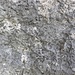 <b>Coralli coloniali fossili</b> del Banco a Coralli nel Calcare di Zu. Hanno circa 200 milioni di anni!