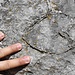 <b>Fossili di Conchodon nel Banco a Coralli del Calcare di Zu al Sasso Malascarpa</b>. In sezione hanno una forma a cuore o a "impronta di zoccolo".