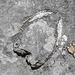 Nel passato questi fossili di Conchodon erano considerati degli zoccoli di caprone, simbolo del demonio... e da qui il nome <b>MALASCARPA</b>.