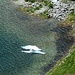 Orso bianco nel lago d'Orsino