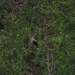 ein Schnabel mit Vogel... - Tannenhäher (Nucifraga caryocatactes)