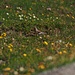 Schneesperling (Montifringilla nivalis)