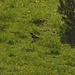 Ringdrossel (Turdus torquatus), das alpine Pendant zur Amsel