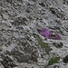 Farbige Kontraste - ein liebliches Blütenpolster trotzt der Steinwüste.