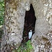 leicht zu übersehen: eine Baumhöhlenmadonna