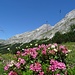 Ein letzter Blick zur Östlichen Karwendelspitze hinauf