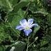 Alpen flachs