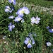 Alpen flachs